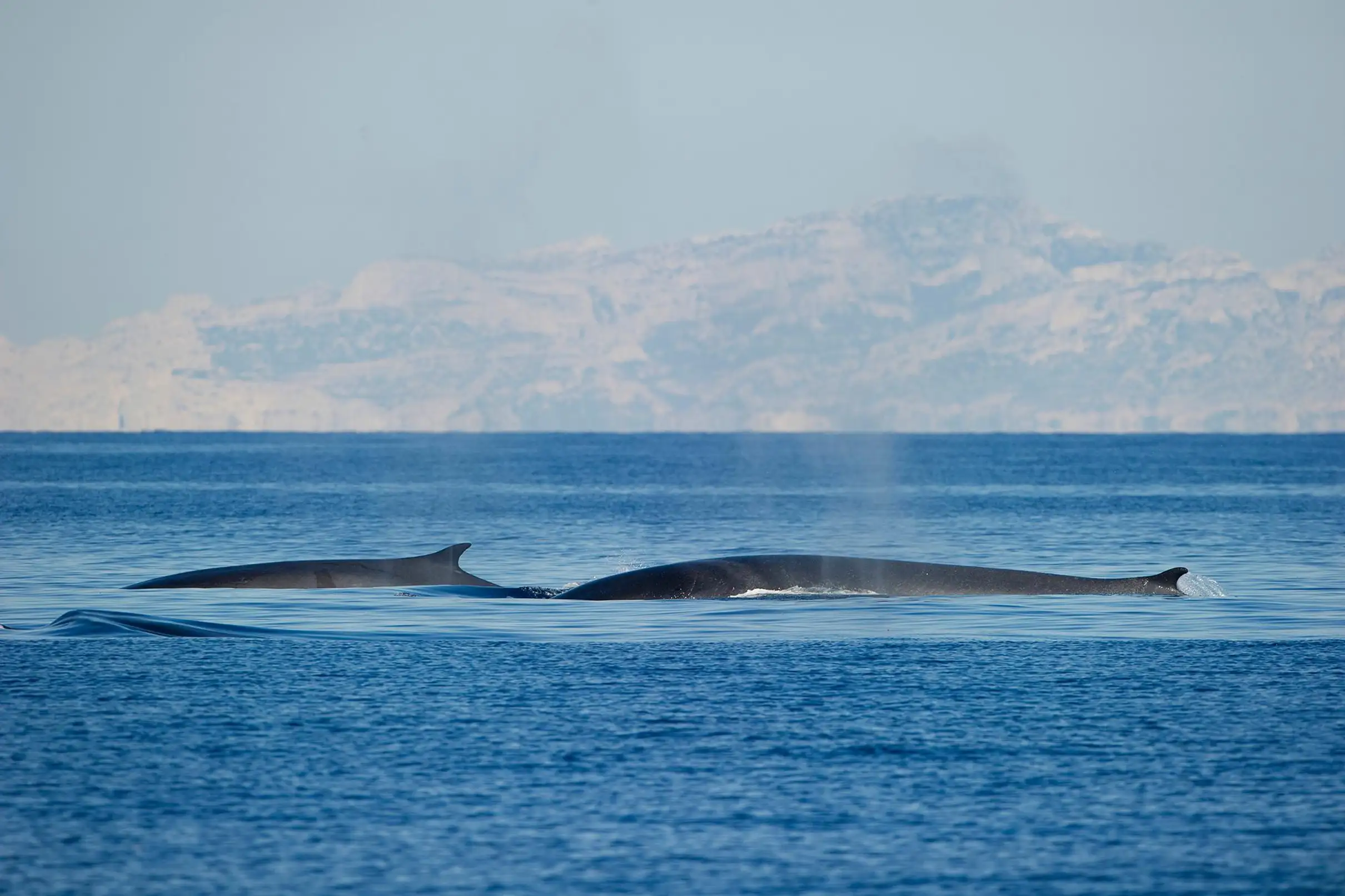 Sanary-sur-Mer : Sortie d'observation des baleines et dauphins