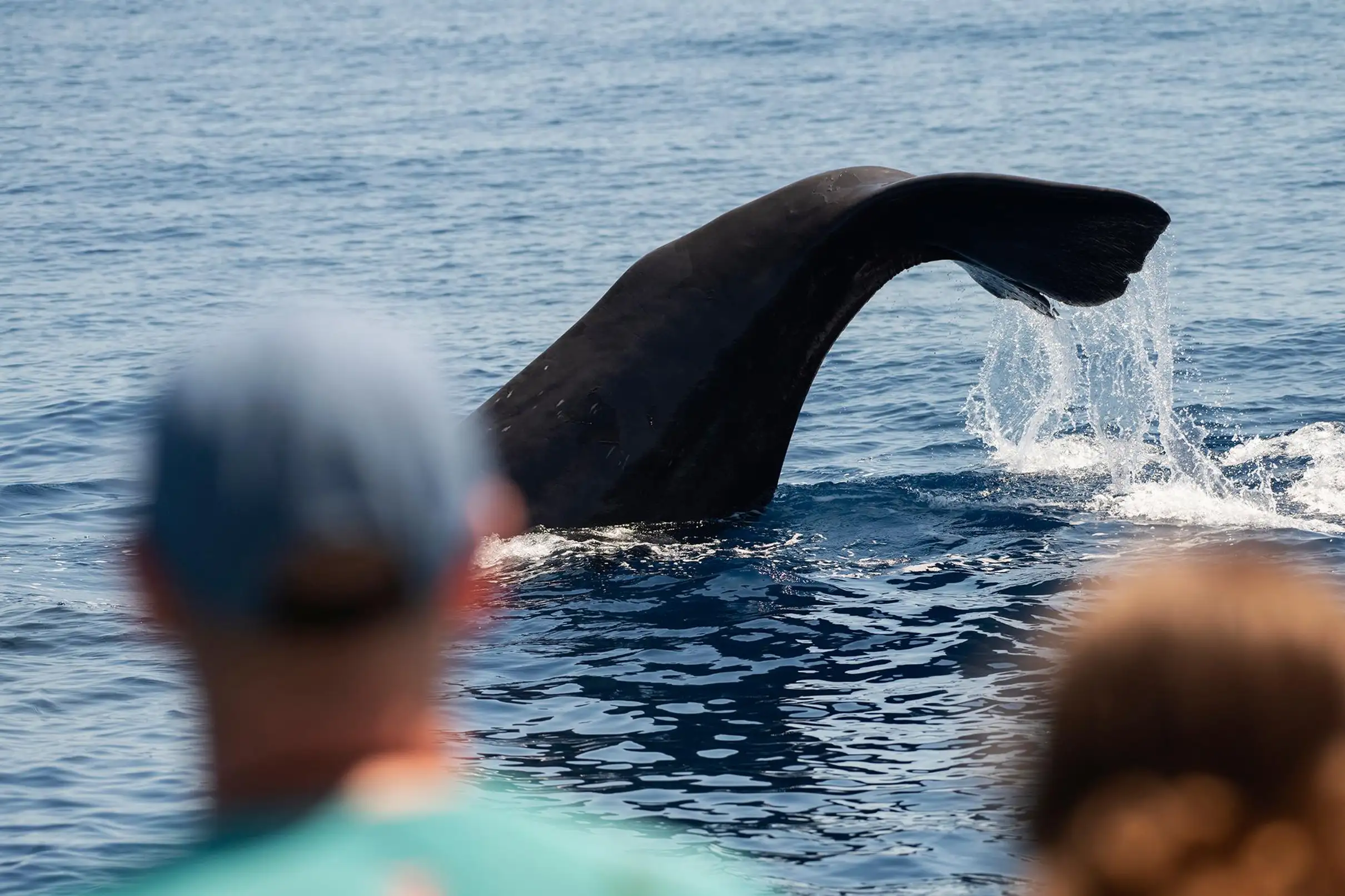 Sanary-sur-Mer : Sortie d'observation des baleines et dauphins