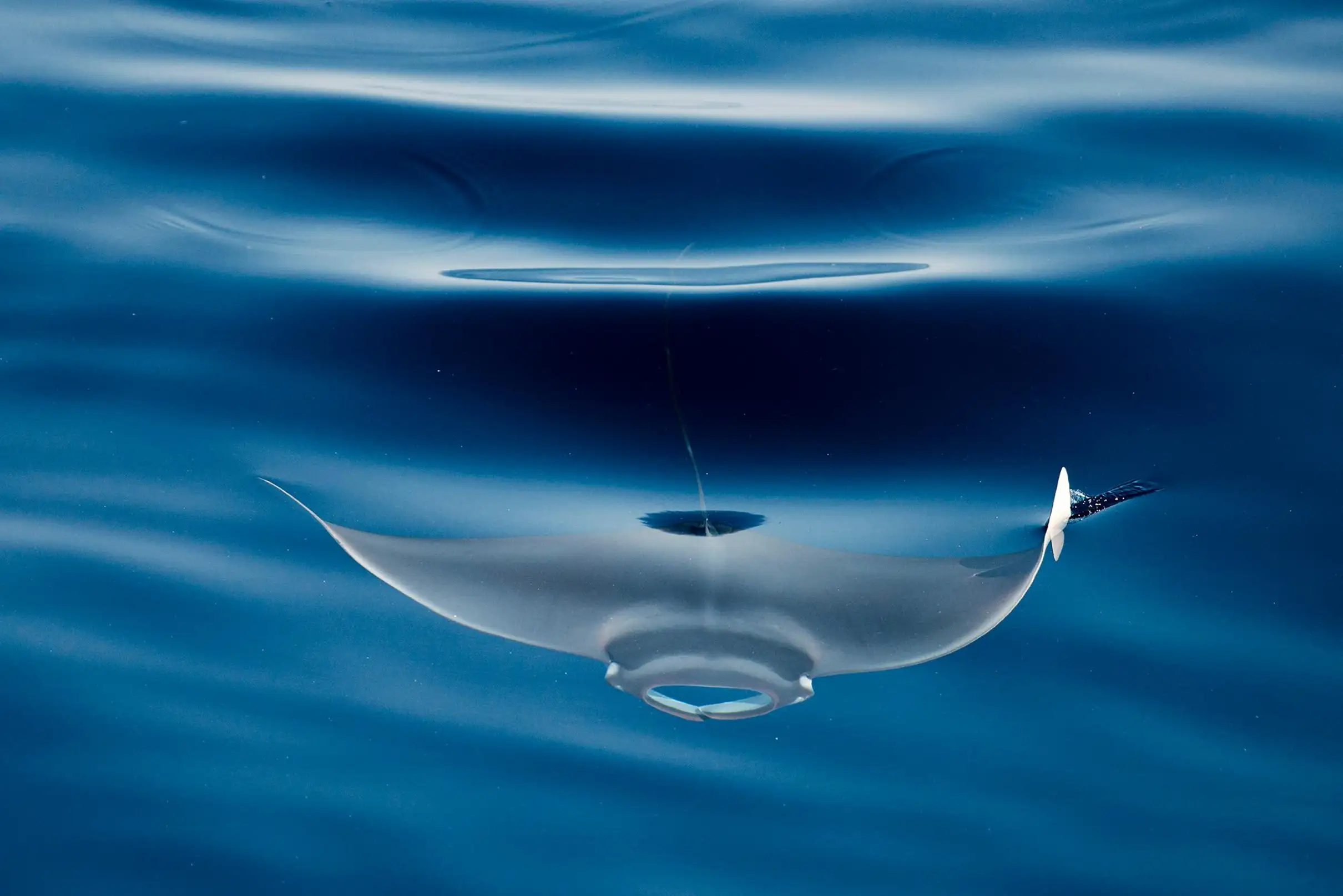Sanary-sur-Mer : Sortie d'observation des baleines et dauphins
