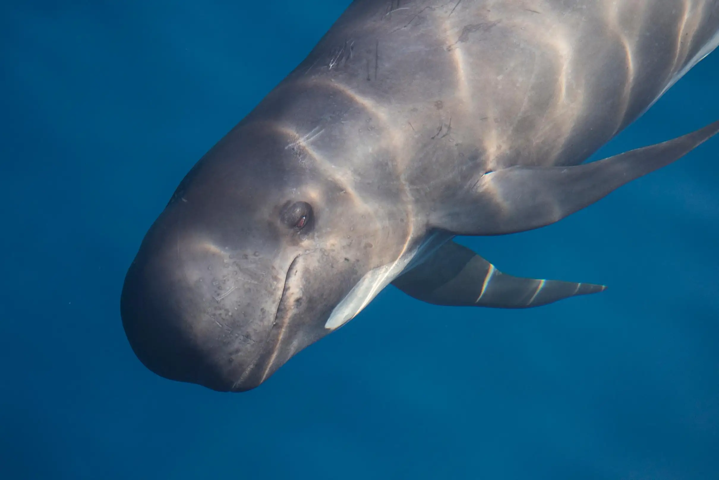 Sanary-sur-Mer : Sortie d'observation des baleines et dauphins