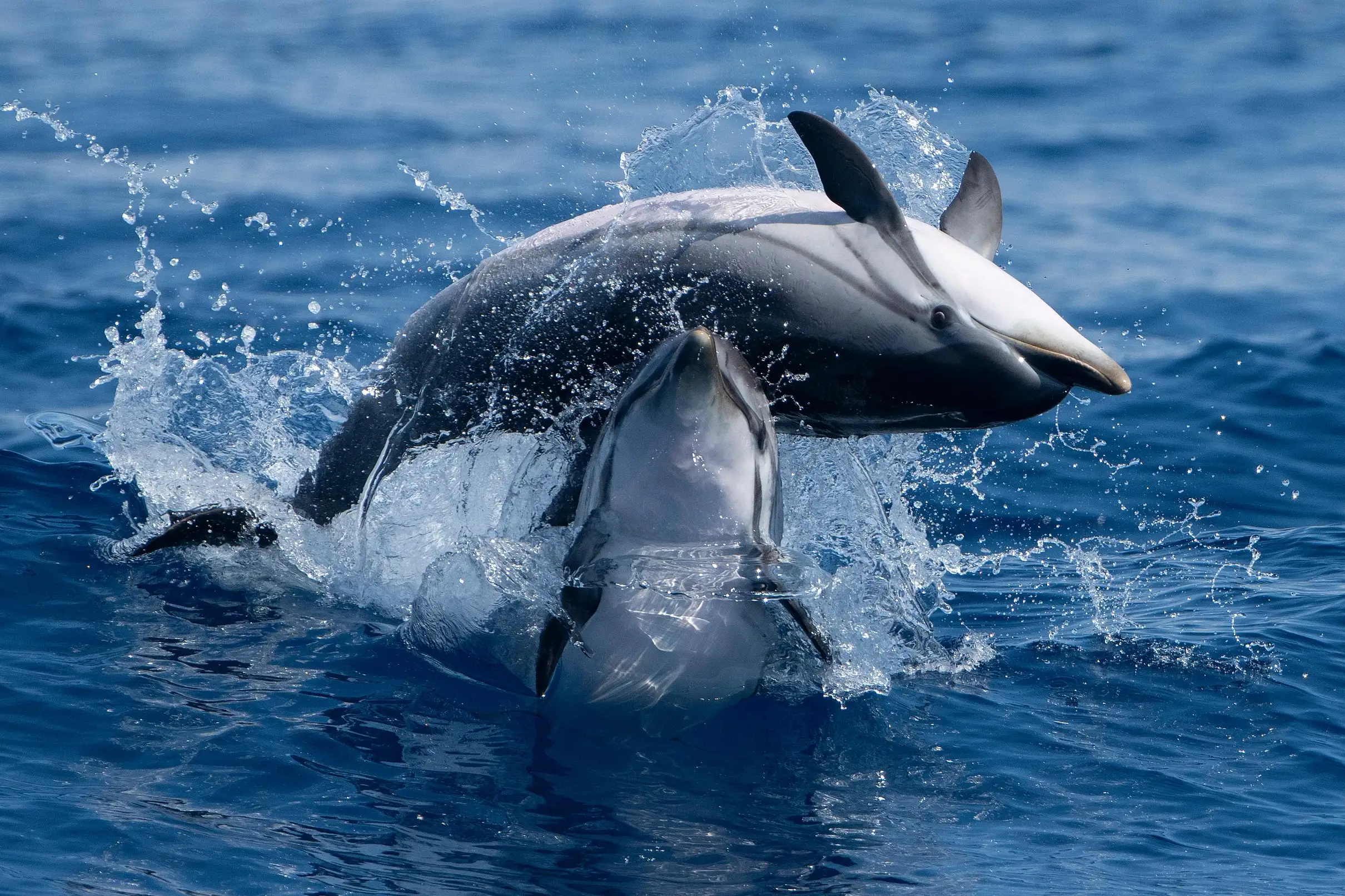 Sanary-sur-Mer : Sortie d'observation des baleines et dauphins