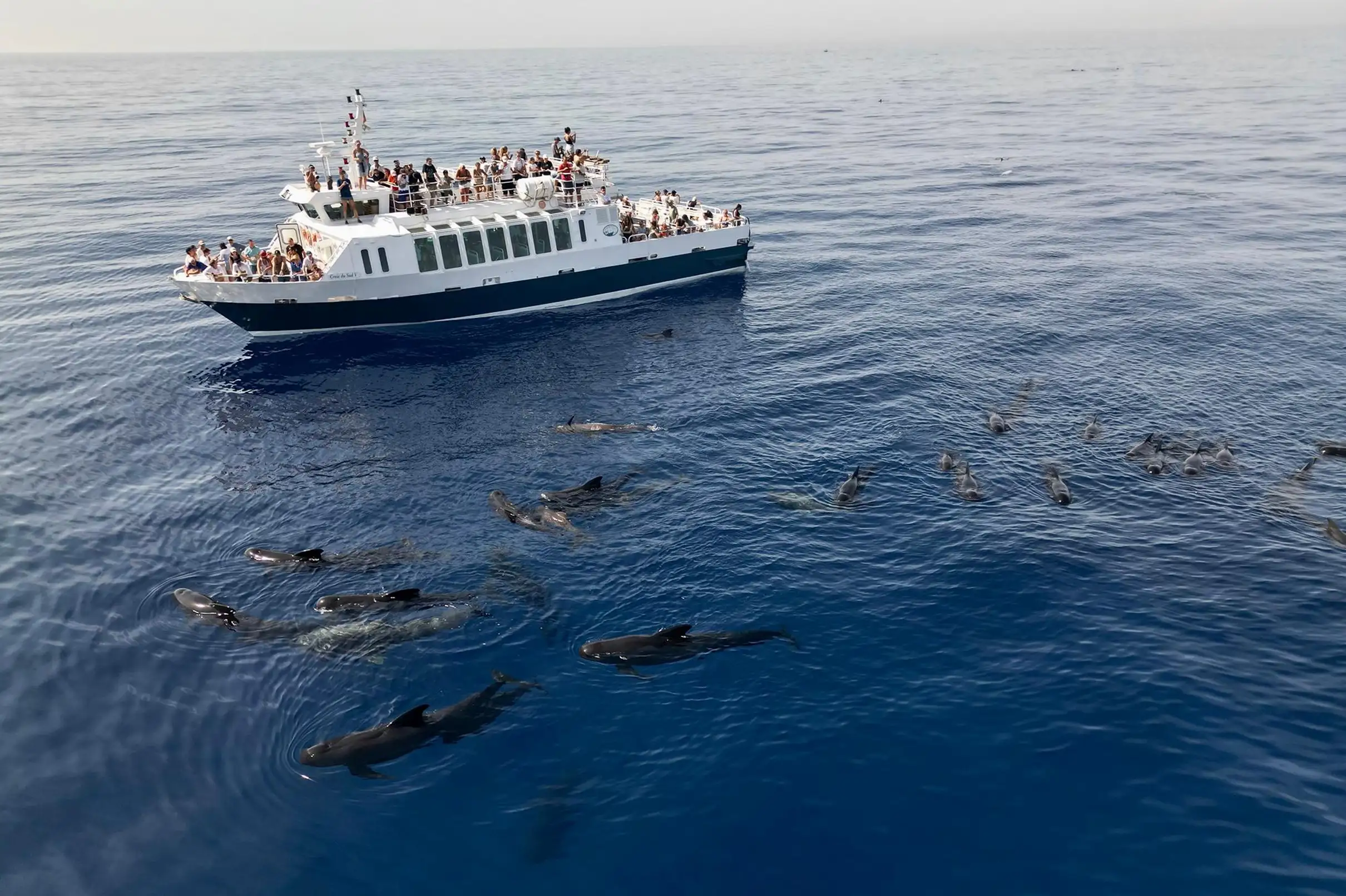Sanary-sur-Mer : Sortie d'observation des baleines et dauphins
