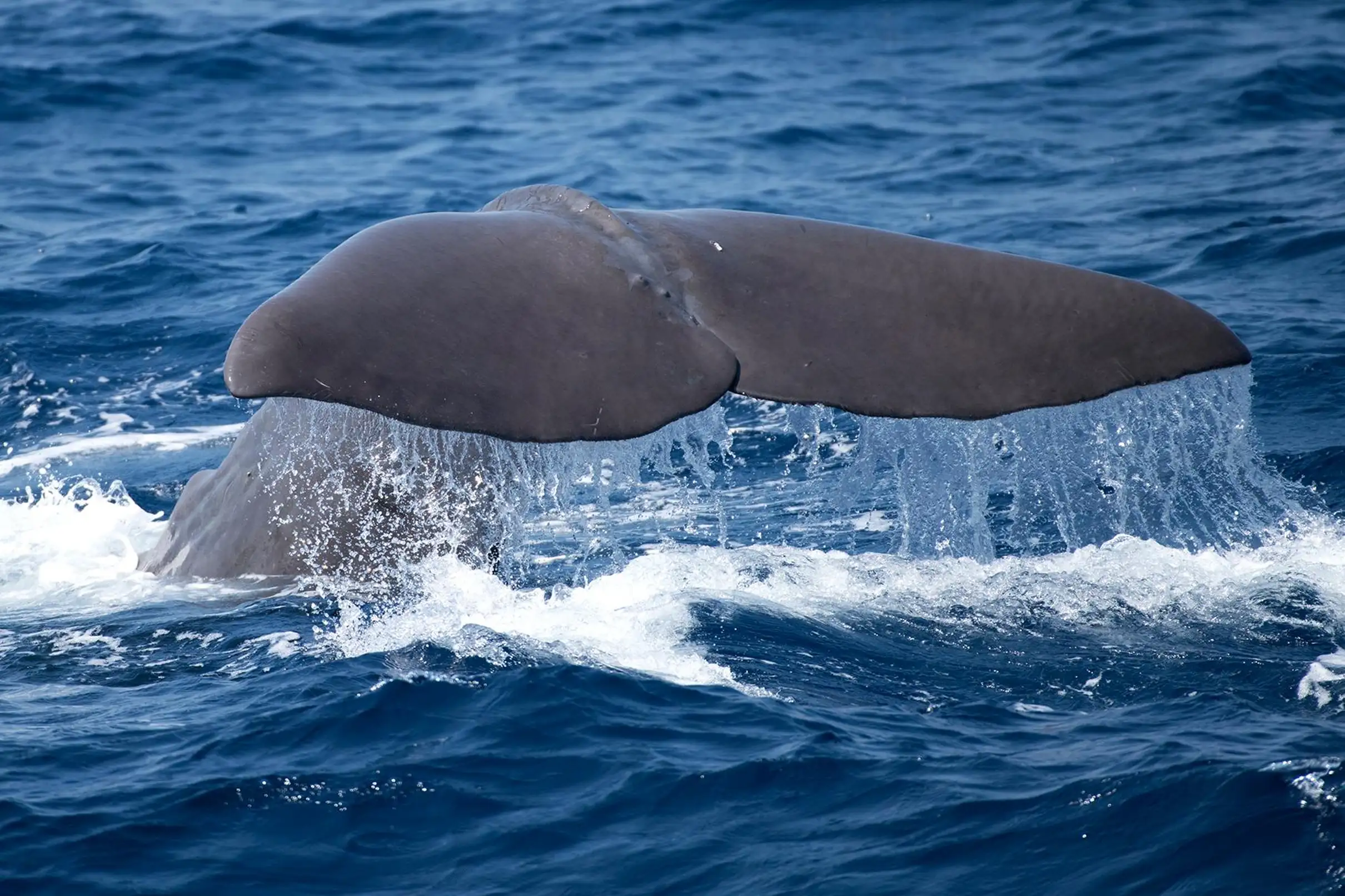 Sanary-sur-Mer : Sortie d'observation des baleines et dauphins