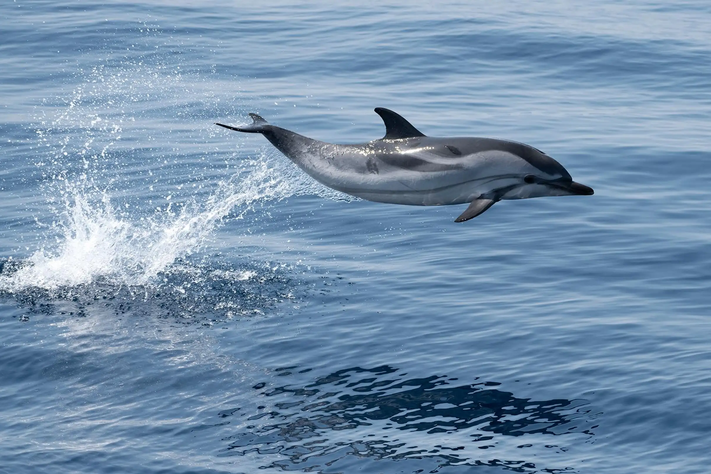 Sanary-sur-Mer : Sortie d'observation des baleines et dauphins