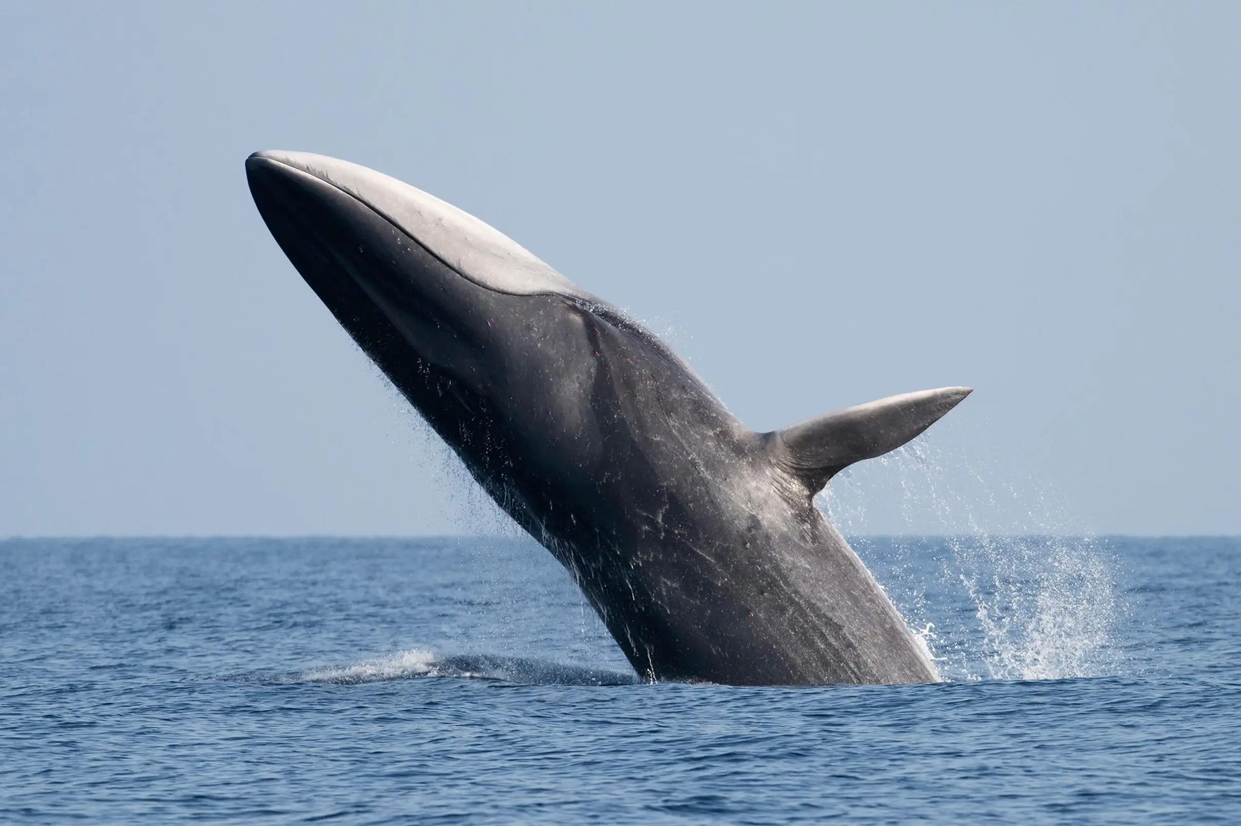 Sanary-sur-Mer : Sortie d'observation des baleines et dauphins