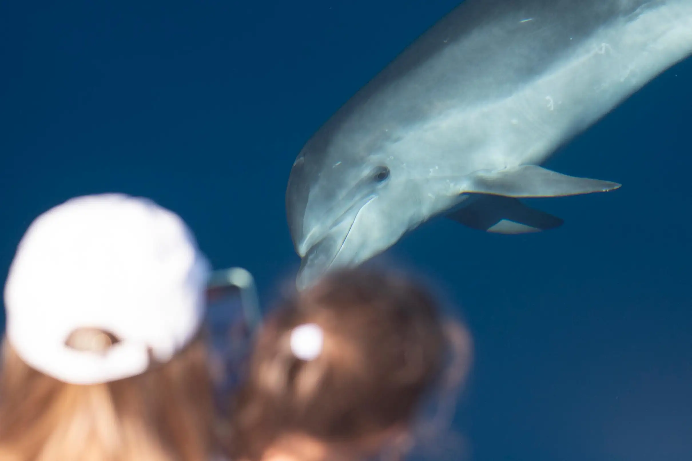 Sanary-sur-Mer : Sortie d'observation des baleines et dauphins