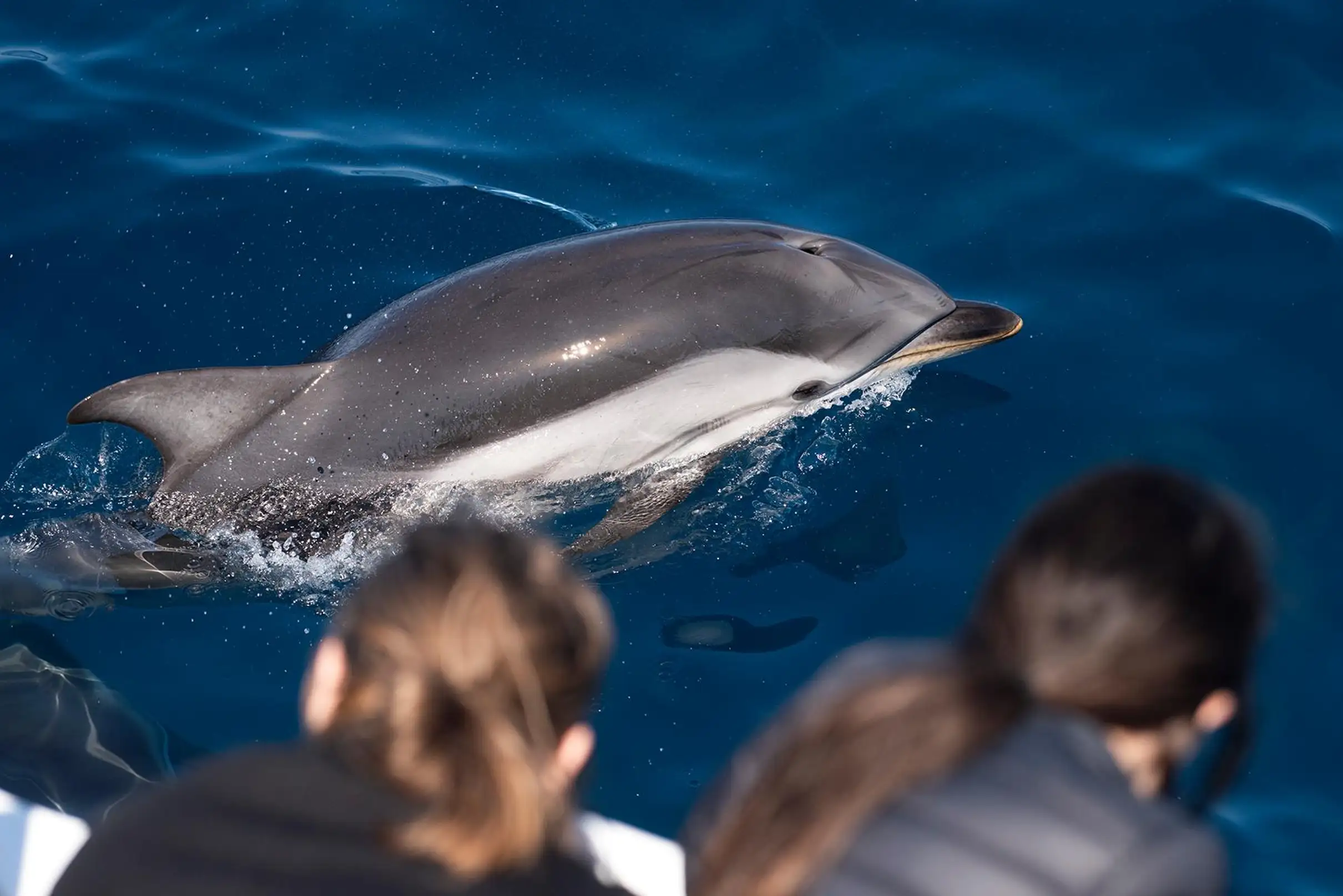 Sanary-sur-Mer : Sortie d'observation des baleines et dauphins
