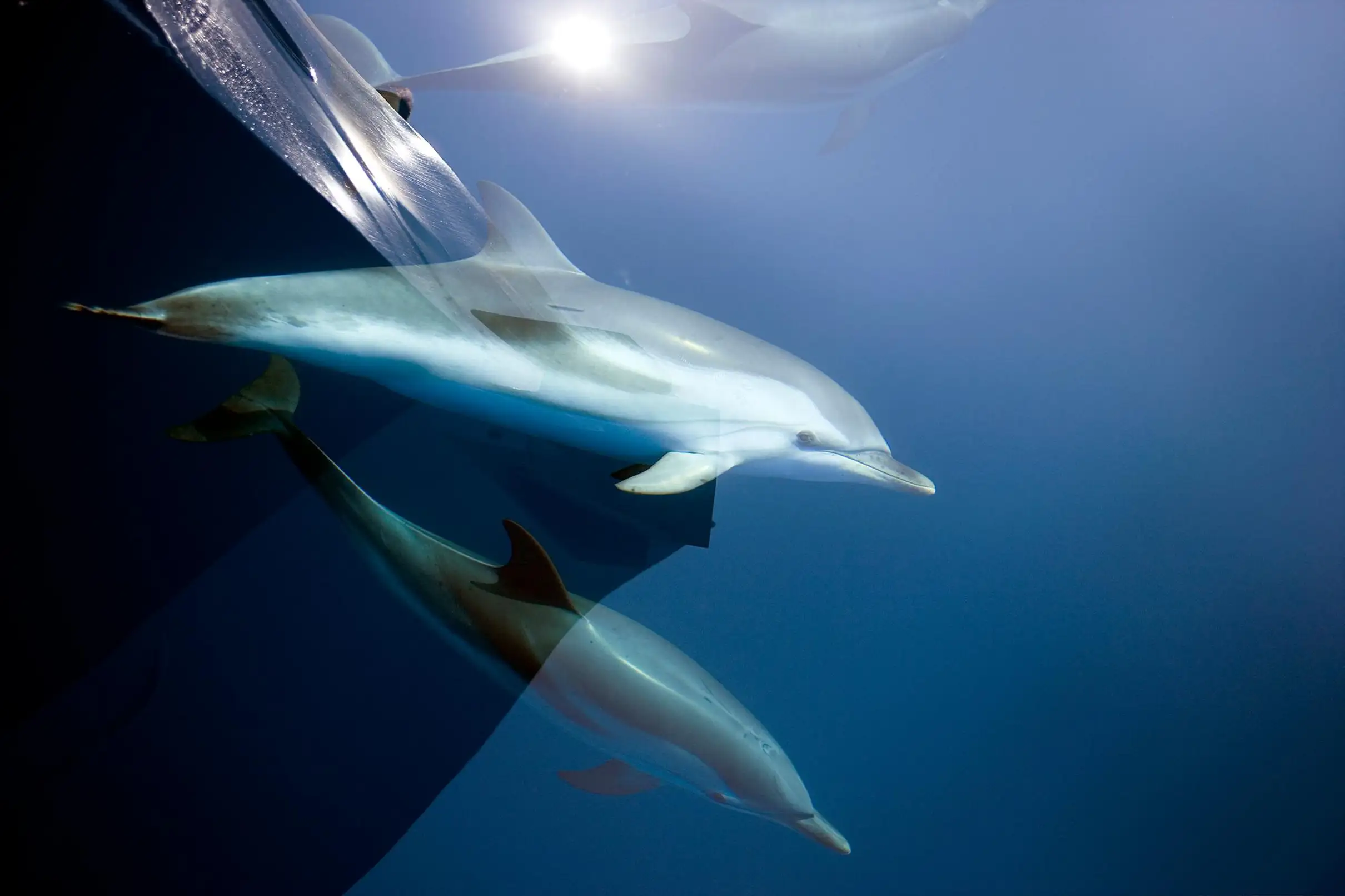 Sanary-sur-Mer : Sortie d'observation des baleines et dauphins