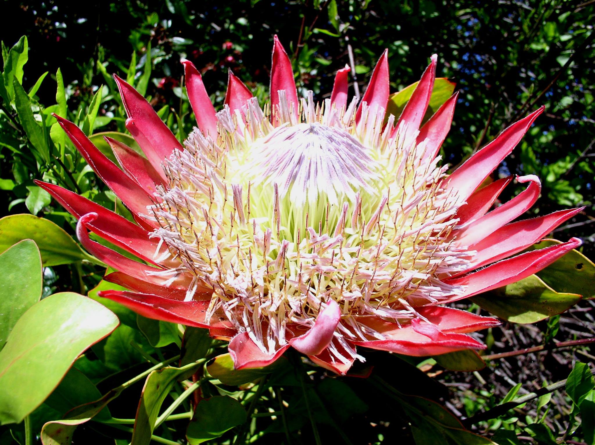 Jardin Exotique & Botanique de Roscoff