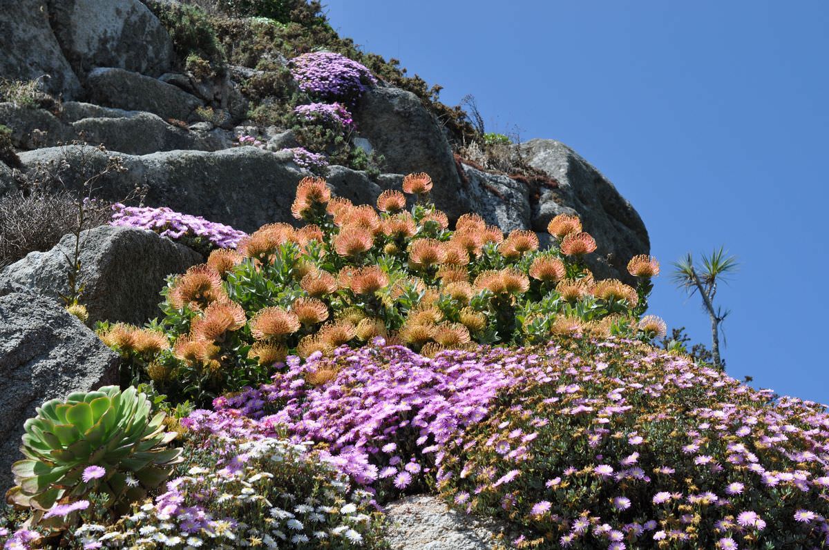 Jardin Exotique & Botanique de Roscoff