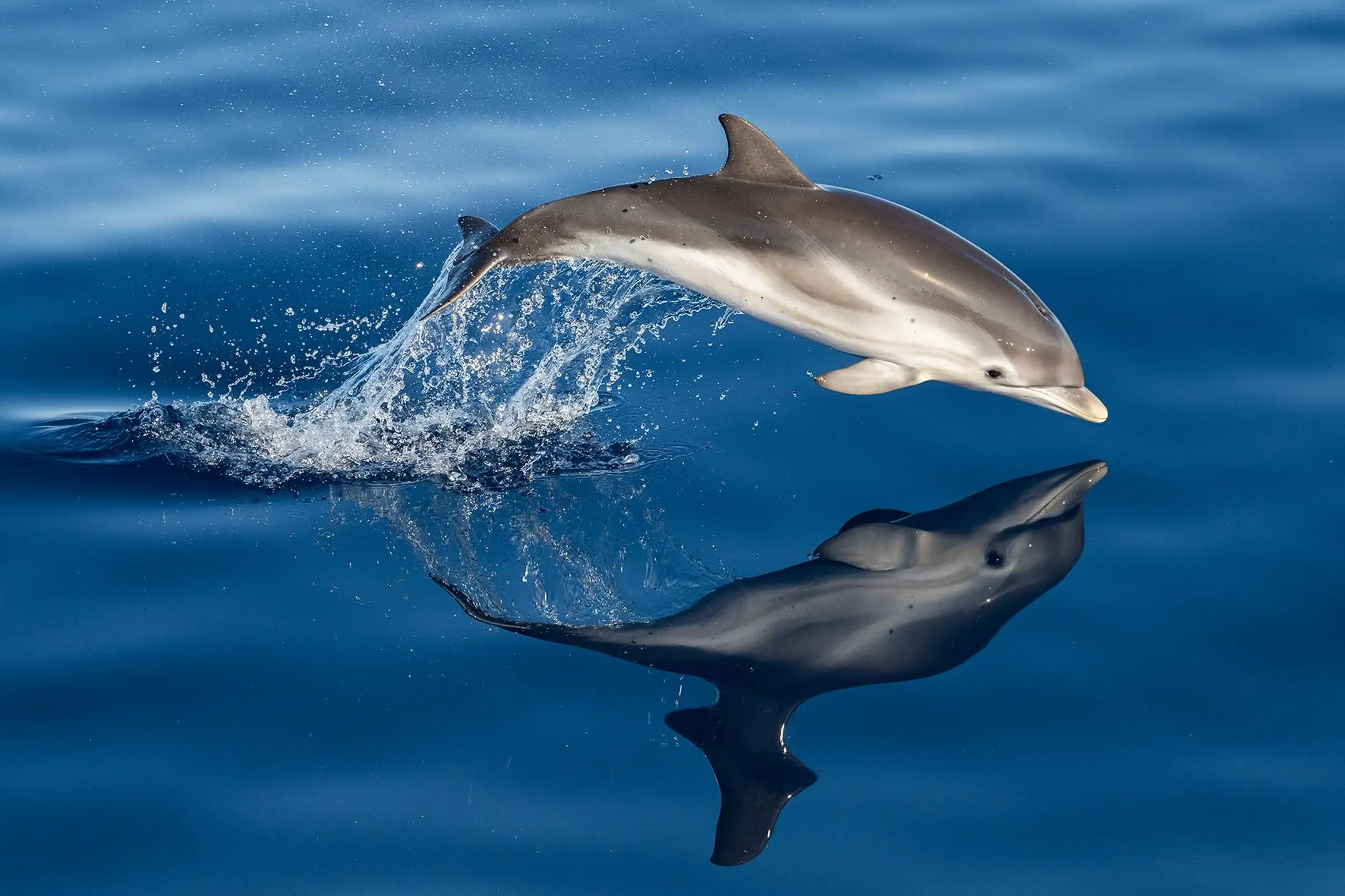 Sanary-sur-Mer : Observation dauphins et escale sur l'île de Porquerolles
