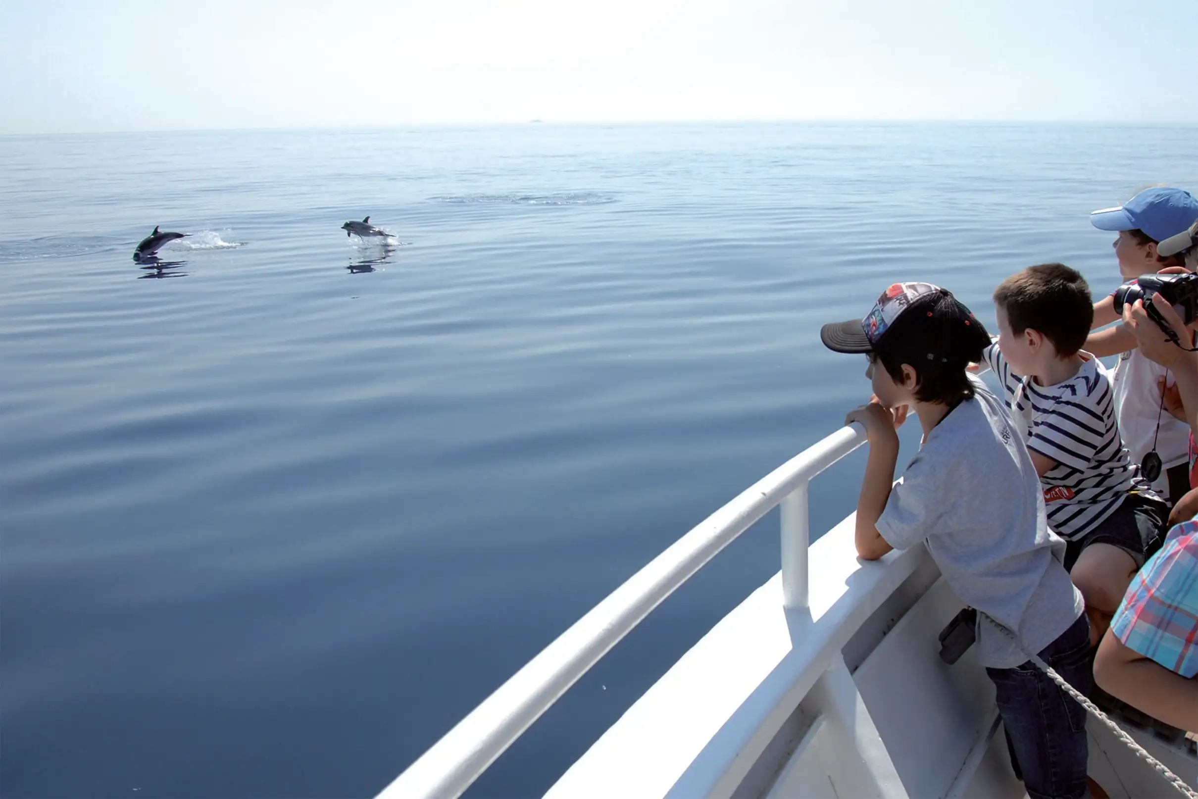 Sanary-sur-Mer : Observation dauphins et escale sur l'île de Porquerolles