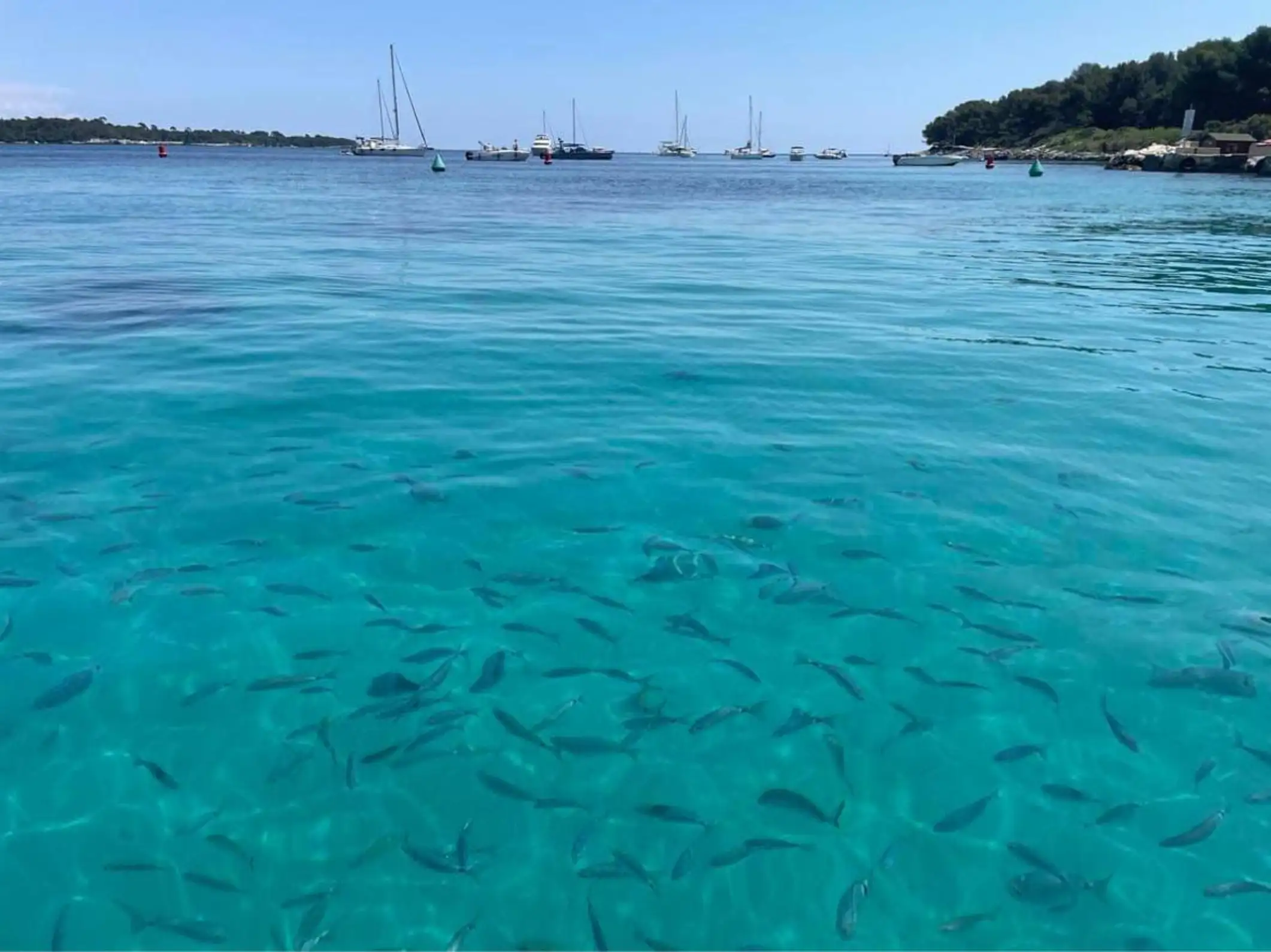 Cannes : Promenade en bateau sans permis vers les îles de Lérins