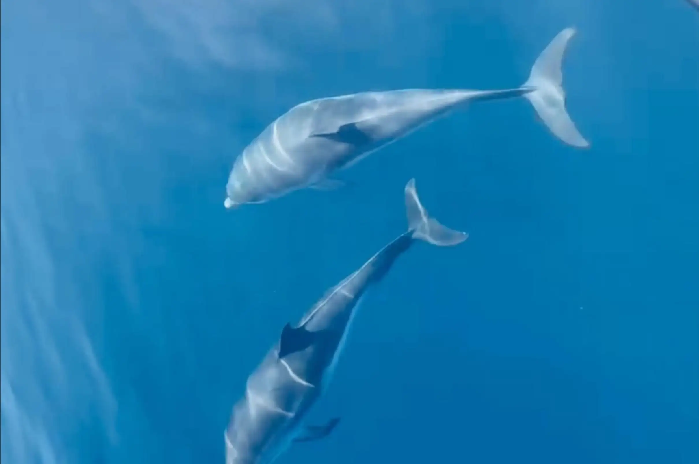 Saint Raphaël: Rencontre avec les dauphins