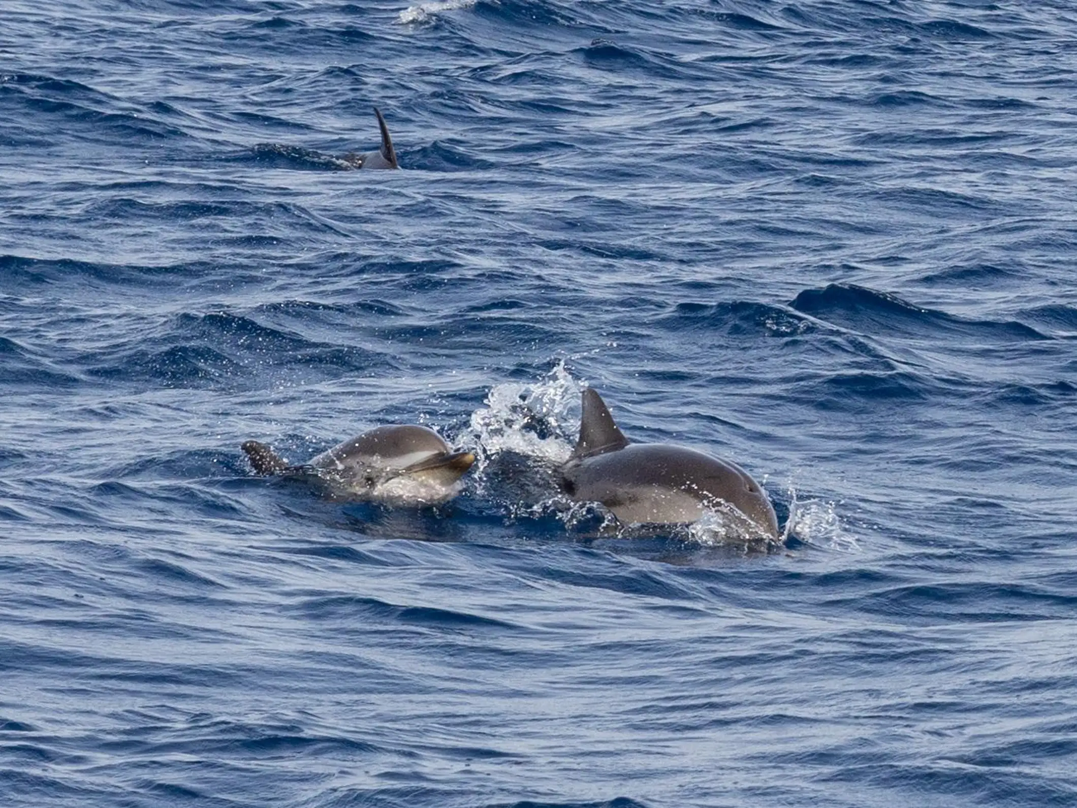 Saint Raphaël: Rencontre avec les dauphins