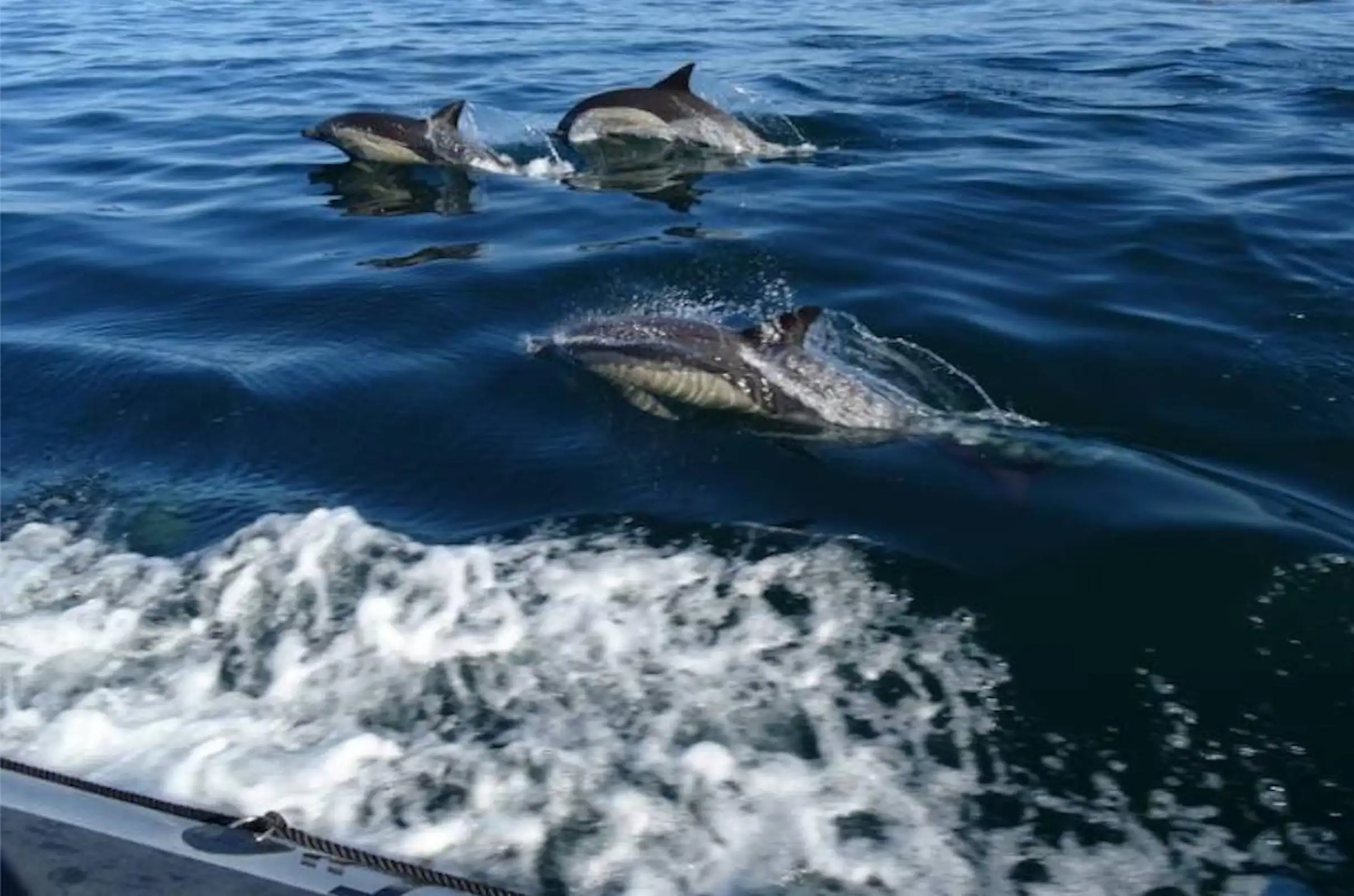 Saint Raphaël: Rencontre avec les dauphins