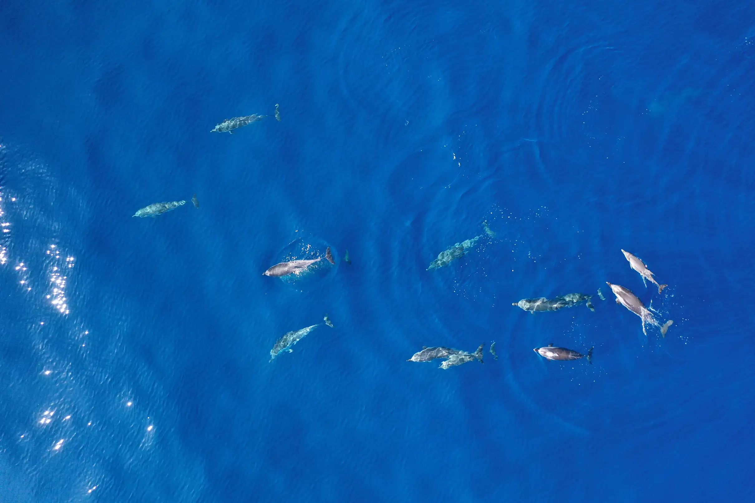 Saint Raphaël: Rencontre avec les dauphins