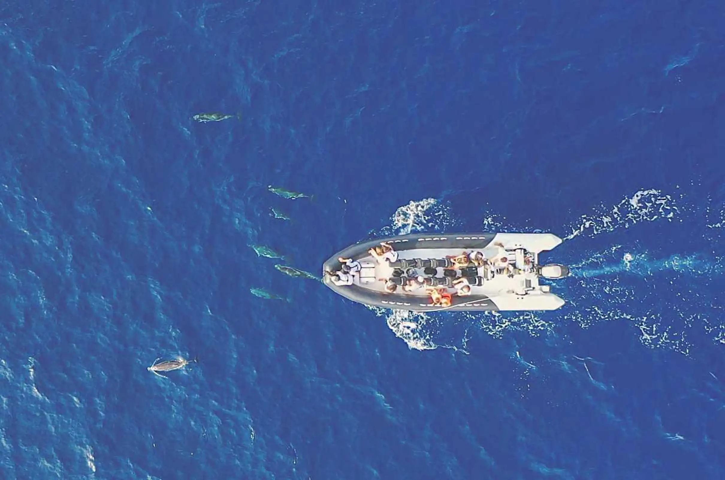 Saint Raphaël: Rencontre avec les dauphins