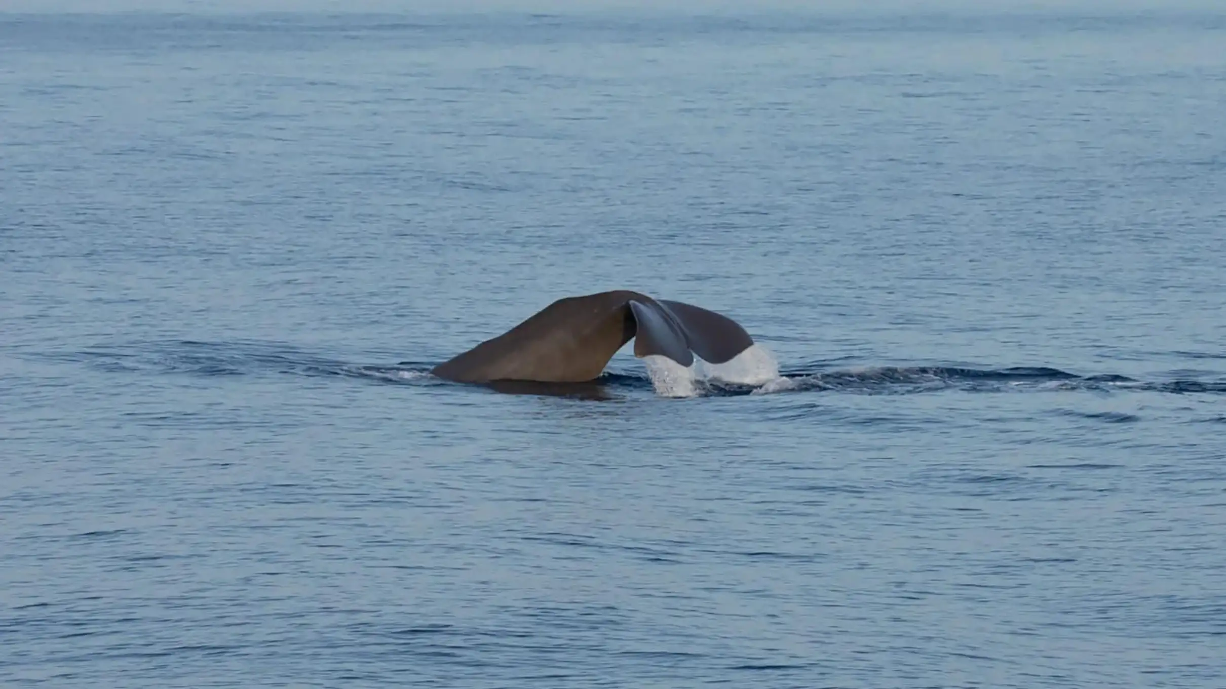 Bormes-les-Mimosas: Observation de Dauphins et Baleines en bateau Hybride
