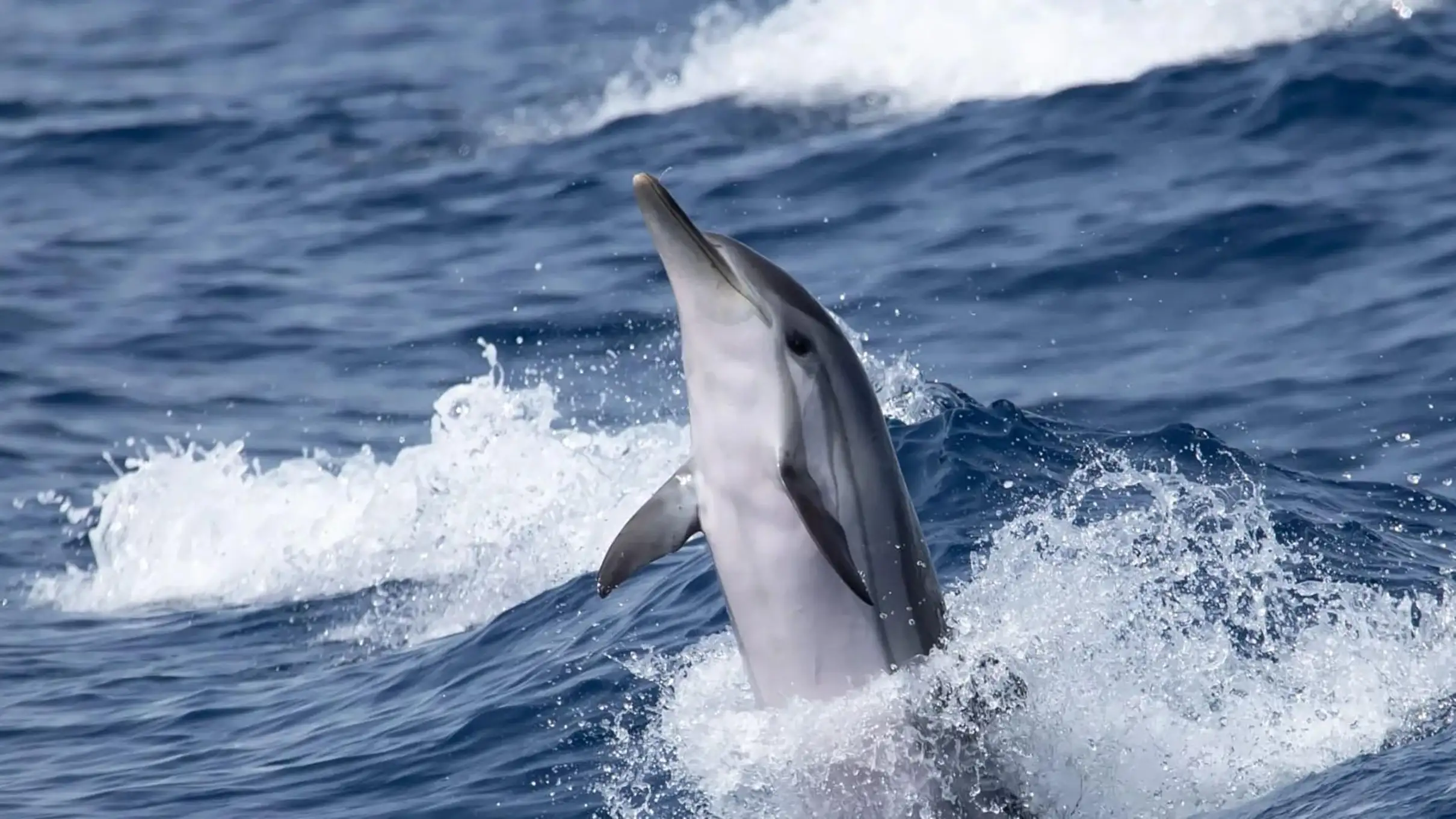 Bormes-les-Mimosas: Observation de Dauphins et Baleines en bateau Hybride