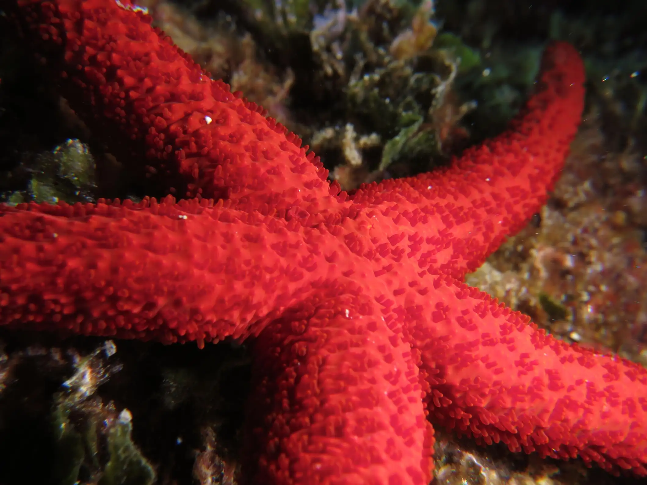 Excursion bateau, Snorkeling WhaleWatching Cap d'Antibes