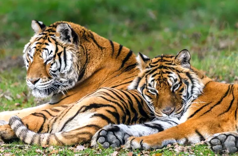 Parc Zoologique du Bois d'Attilly