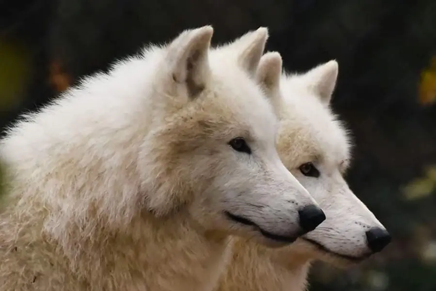 Parc Zoologique du Bois d'Attilly