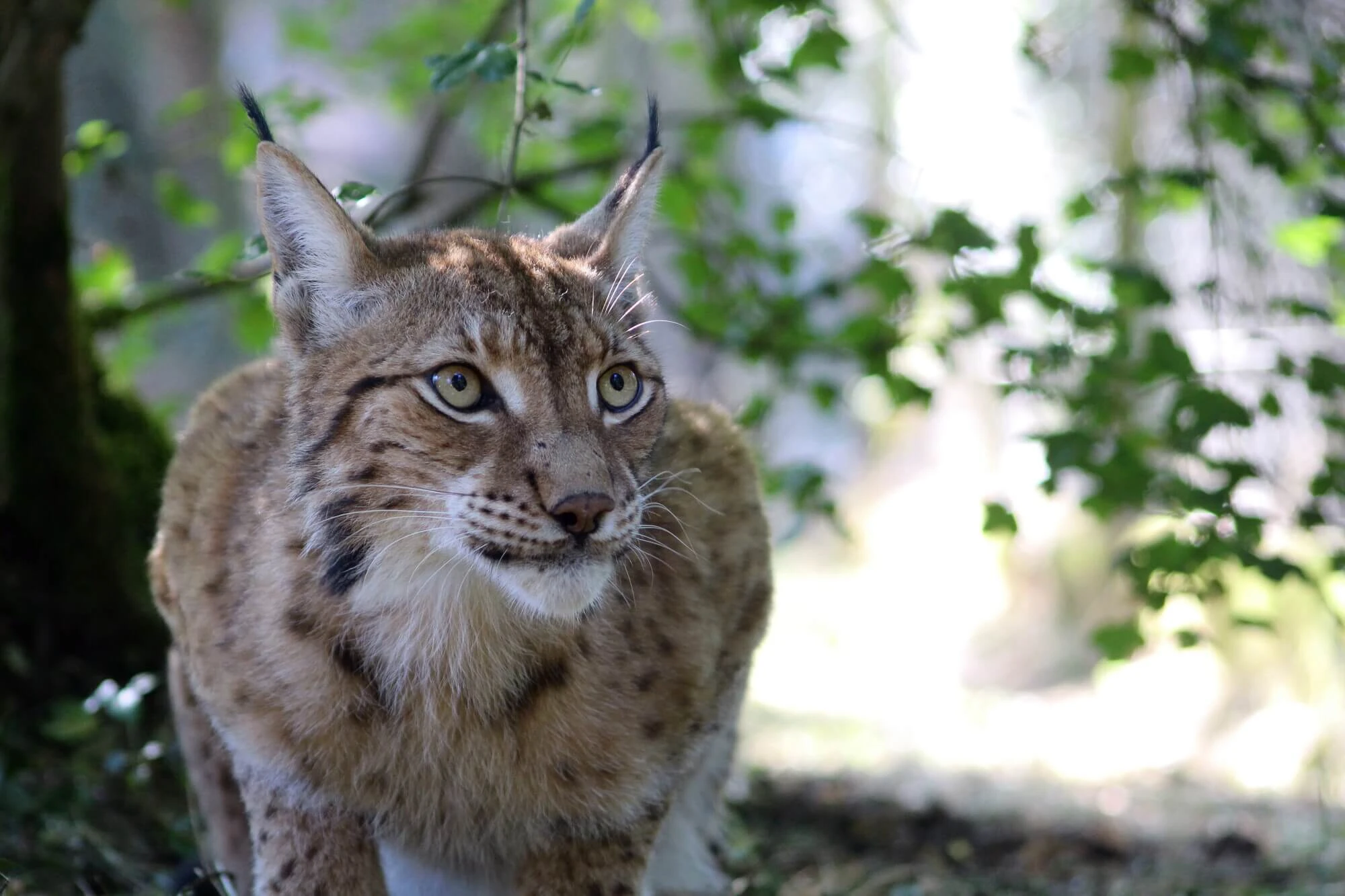 Parc Animalier de Gramat
