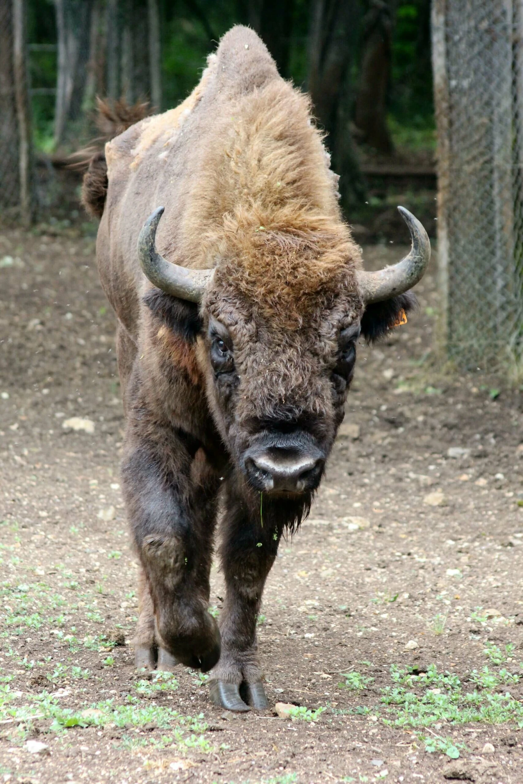 Parc Animalier de Gramat