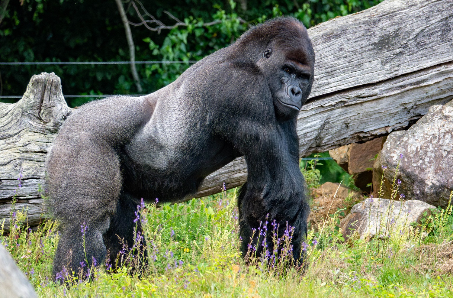 Zoo de la Boissière-du-Doré