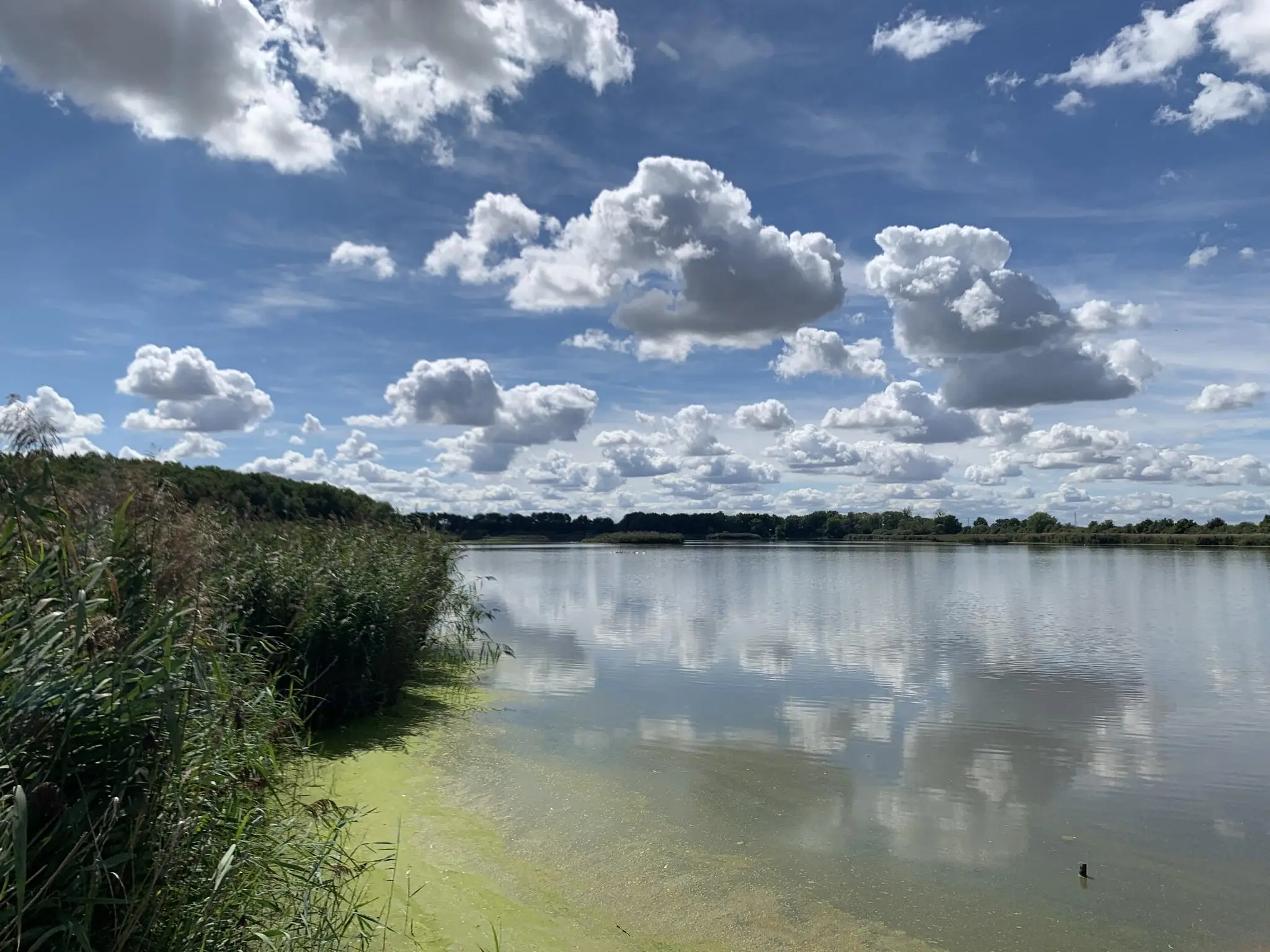 Observatoire ornithologique de l'Etang du Grand Coulon - Sud