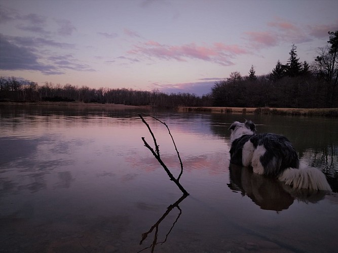 Etang Le Grand Bois
