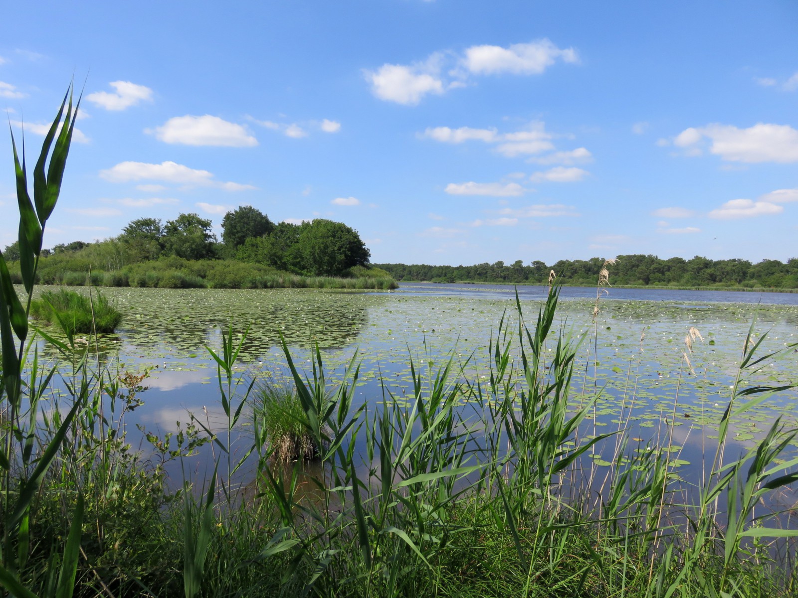 Etang de Bellebouche