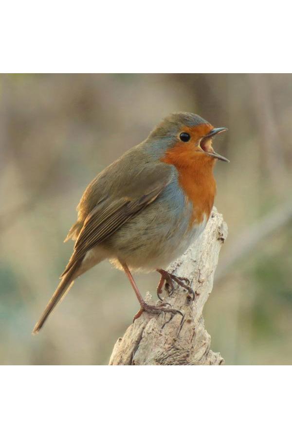 Réserve ornithologique - Bois de Vincennes