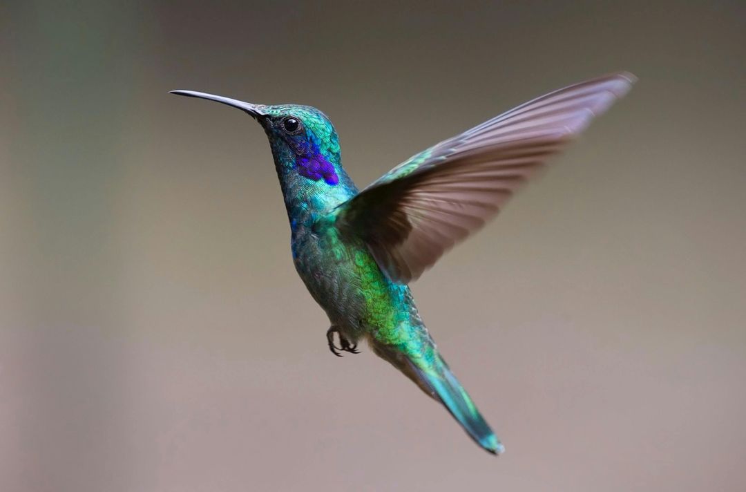 Réserve ornithologique - Bois de Vincennes