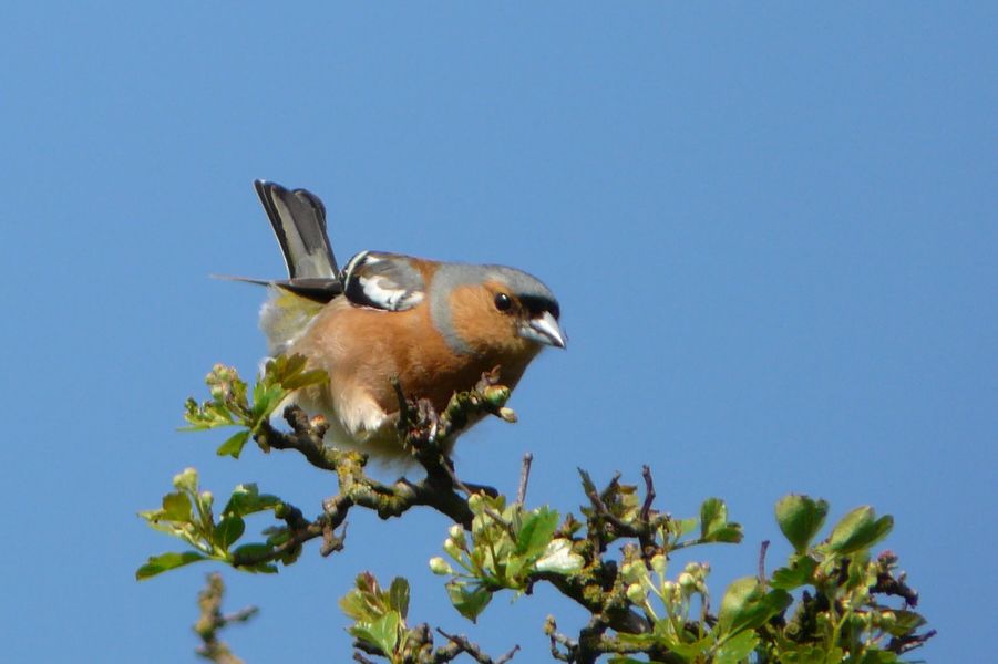 Réserve ornithologique - Bois de Vincennes