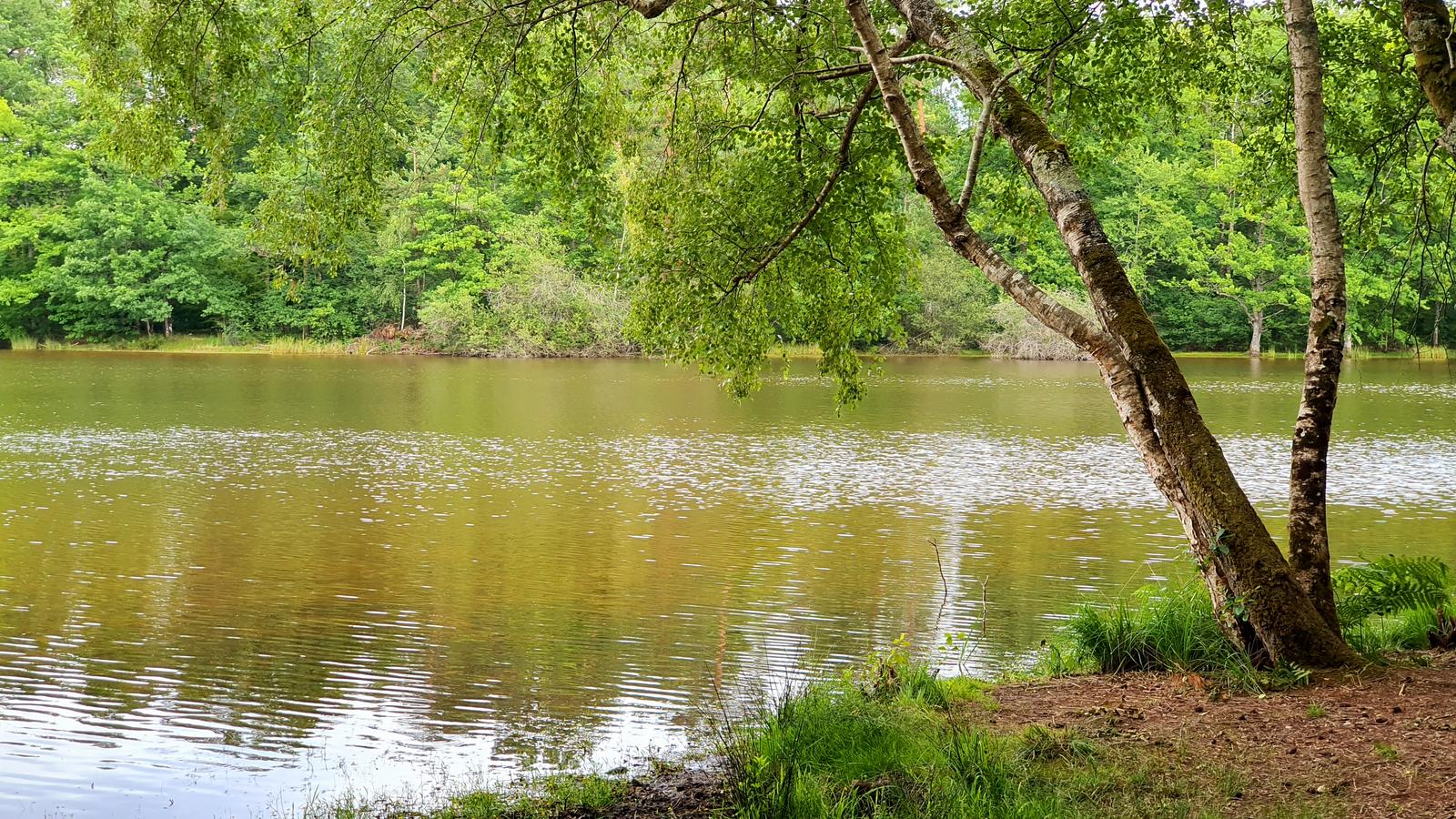Etang de Corcambon