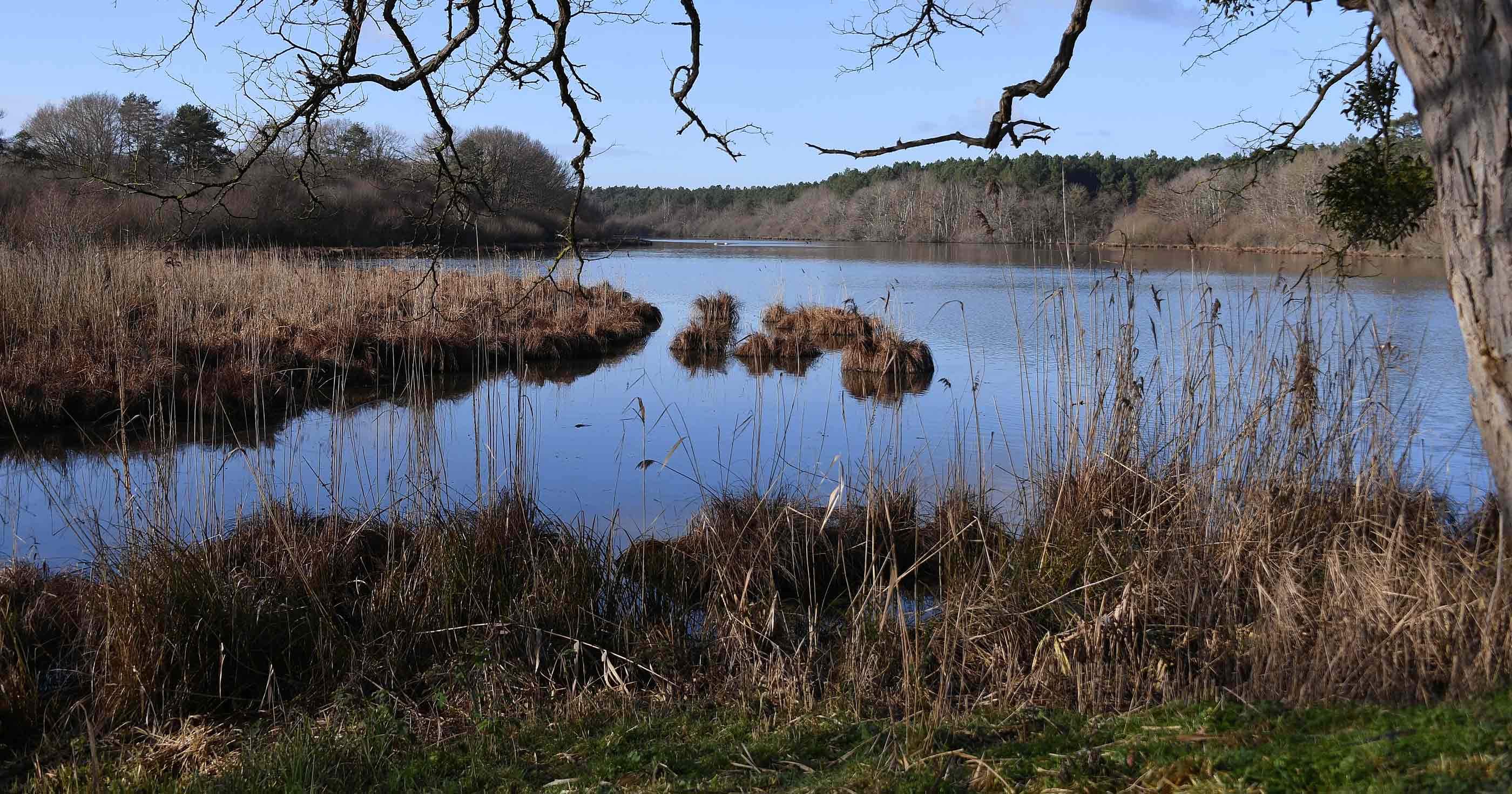 Etang de la Noue Mazone