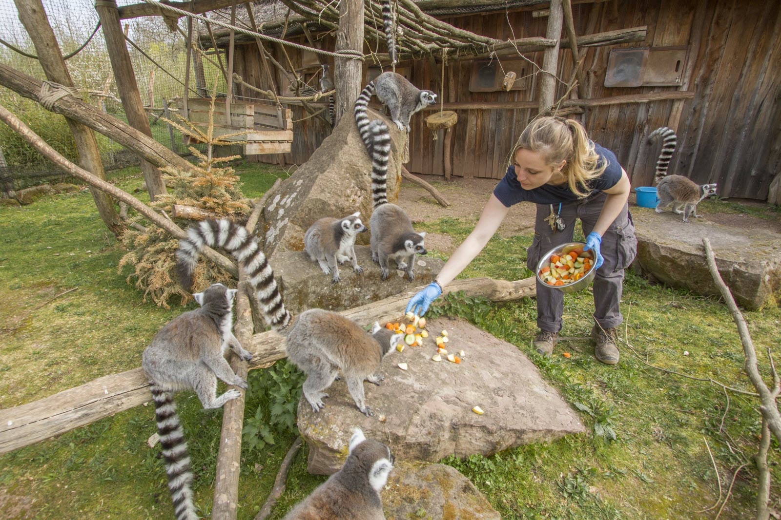 Parc animalier de Sainte-Croix