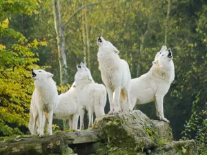 Parc animalier de Sainte-Croix