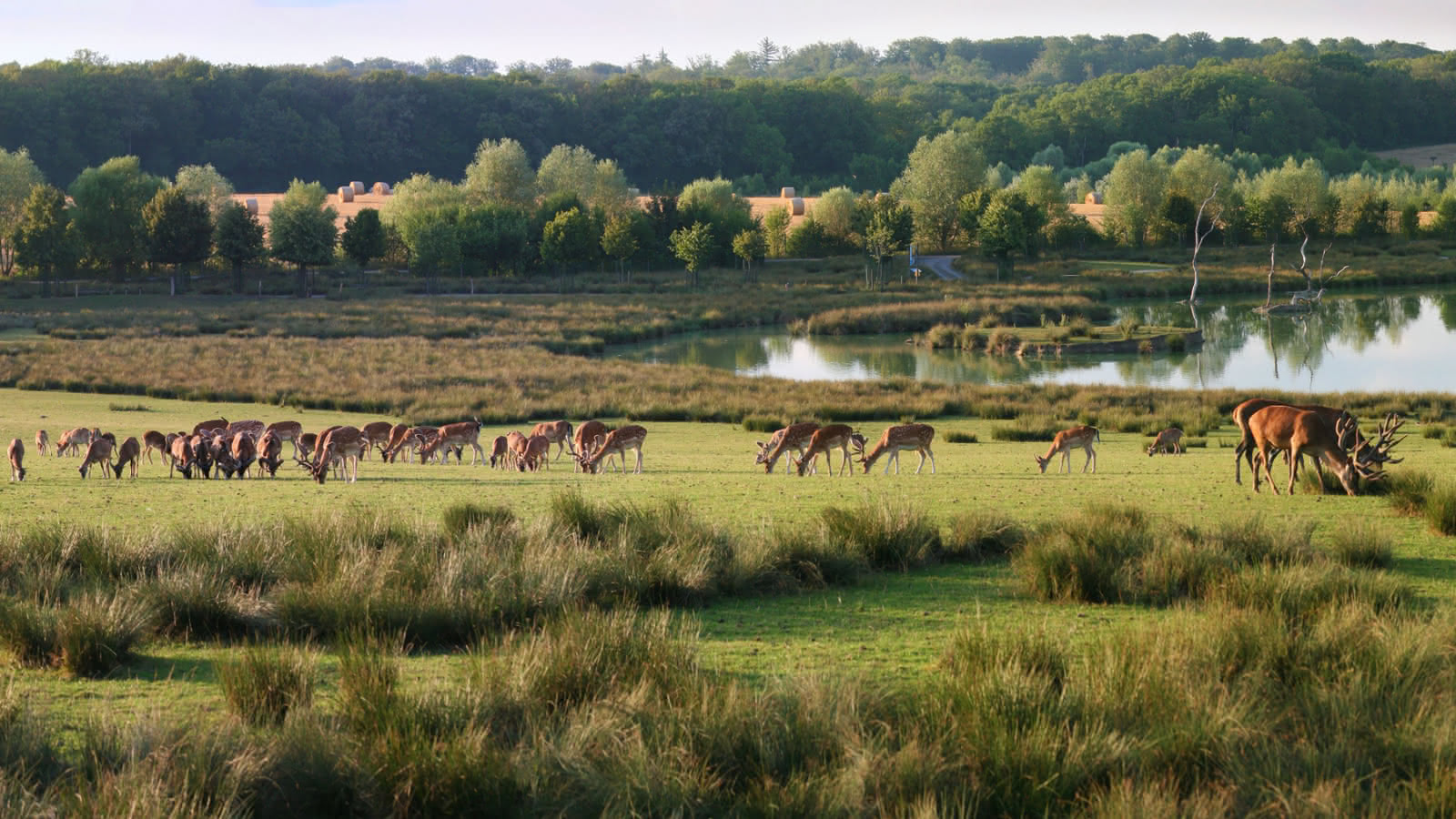 Parc animalier de Sainte-Croix