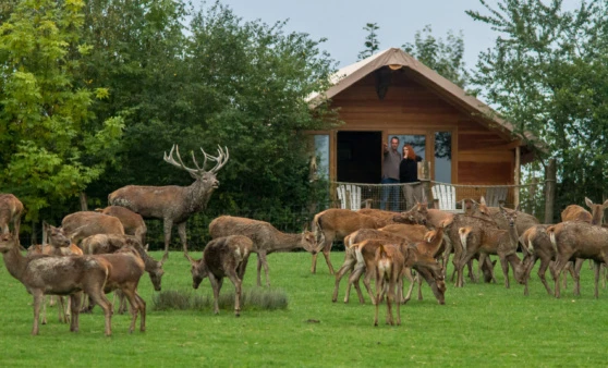 Parc animalier de Sainte-Croix